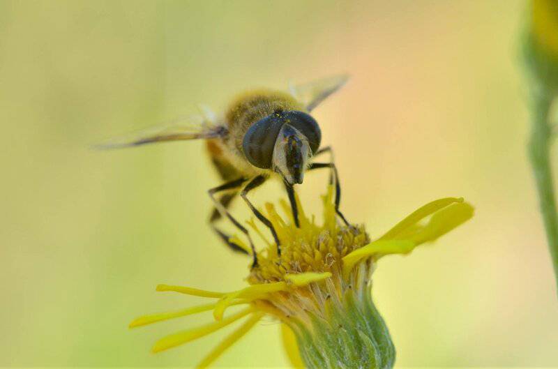 Why Honeybees Vote on Where to Build Their New Home (And It’s More Democratic Than Human Elections)