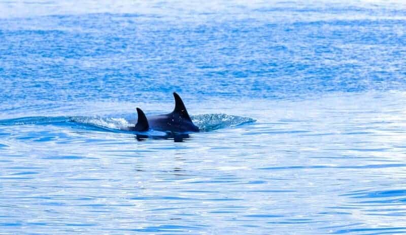 Dolphins Have Secret Names—And They Remember Them for Their Entire Lives