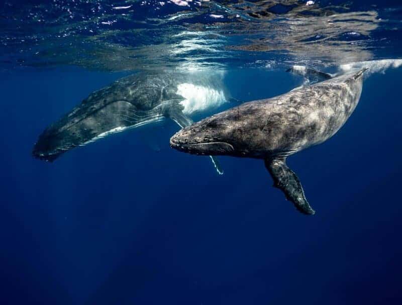 The Ocean’s Missing Sound: Why Whales Can’t Hear Each Other Anymore