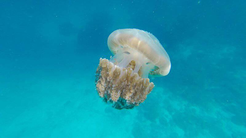 Scientists Discover Immortal Jellyfish That Reverses Aging Process