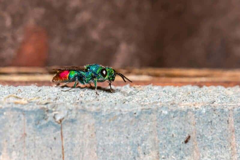 Scientists Just Discovered Blue Ants- and They Are Incredibly Rare