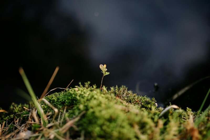 Climate Science Research Reveals Antarctic Greening Signals Rapid Ecosystem Disruption and Climate Tipping Points