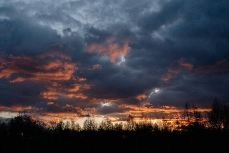 Why Forests Around the World Are Suddenly Glowing at Night