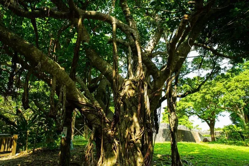 The Climate Solution Hiding in Plain Sight: Trees That Eat CO2 and Poop Out Rocks