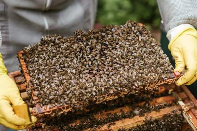 Why Honeybees Vote on Where to Build Their New Home (And It’s More Democratic Than Human Elections)