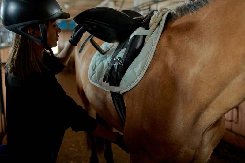 Scientists Decode Horse Facial Expressions to Better Understand Their Emotions