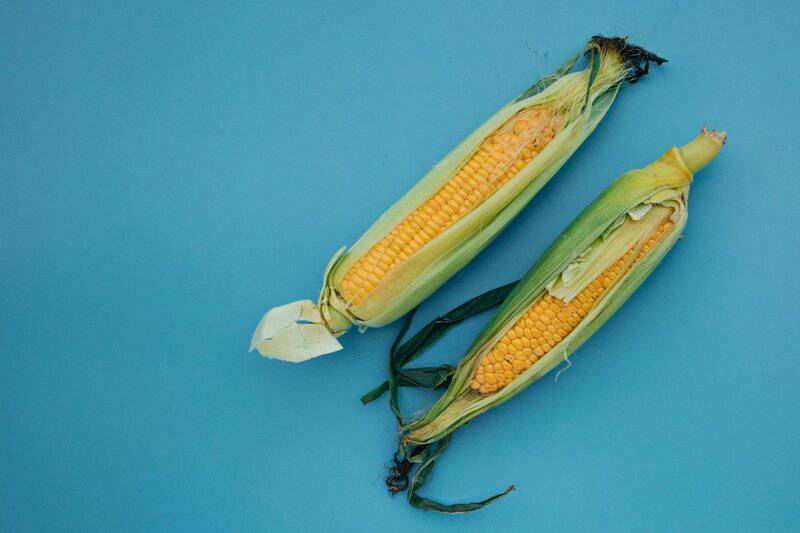 Did You Know Plants Can Do Math? These Species Can Actually Count and Remember Numbers