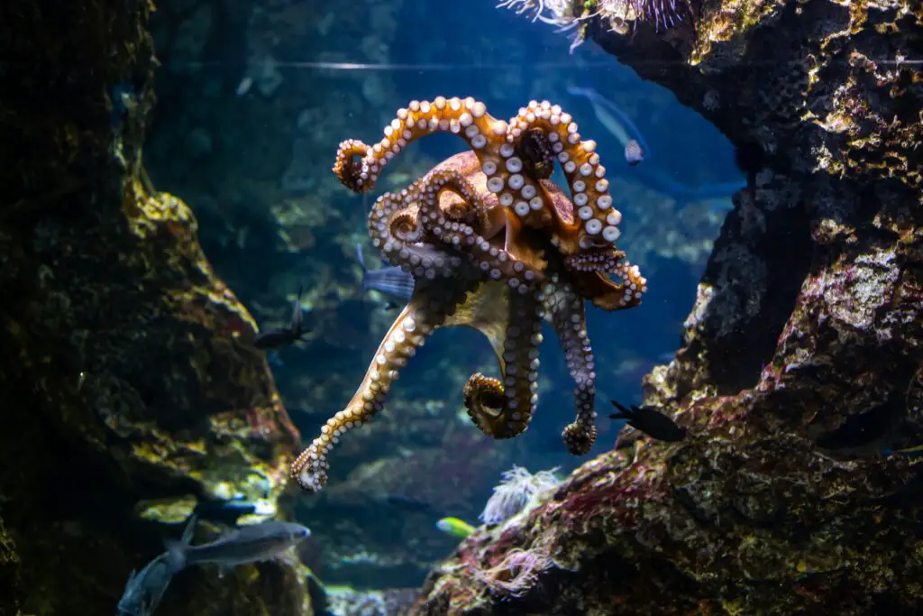 How Octopuses Became the Ocean’s Smartest Invertebrates — 25 Problem-Solving Abilities