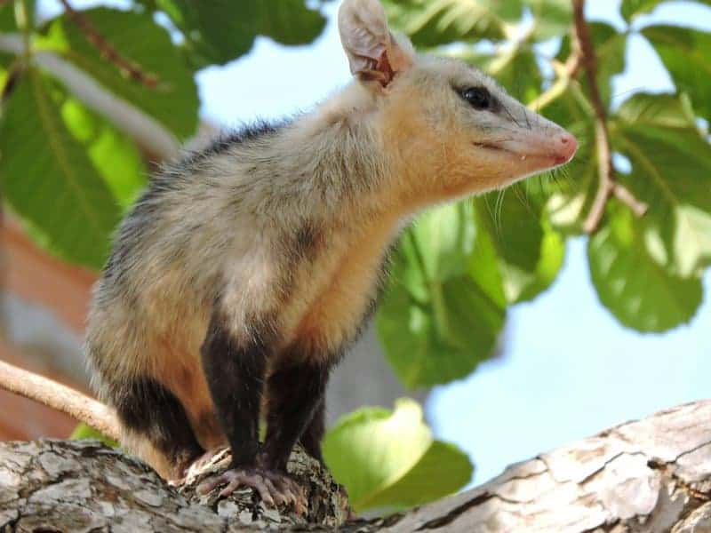 27 New Species Found in Peru’s ‘Human-Dominated’ Rainforest