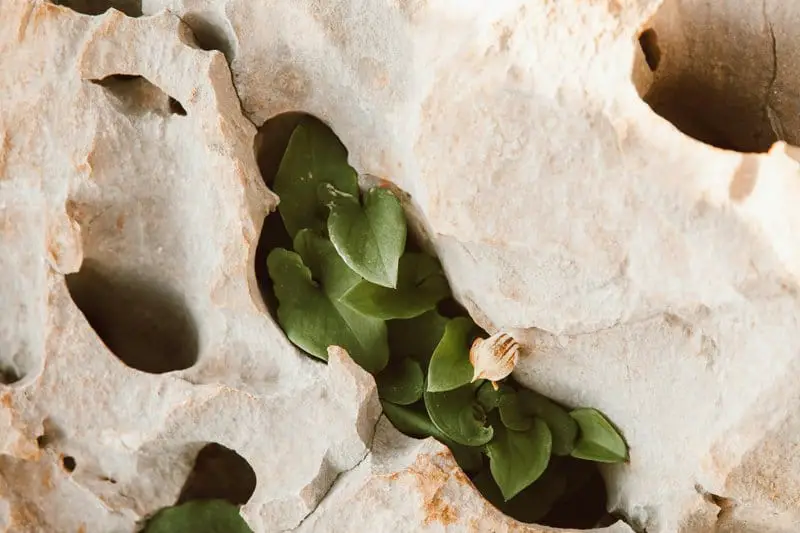 Did You Know Plants Can Do Math? These Species Can Actually Count and Remember Numbers