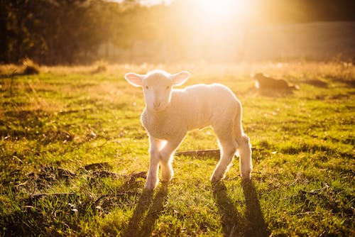 15 Bizarre Things That Happened When Science Mixed Species