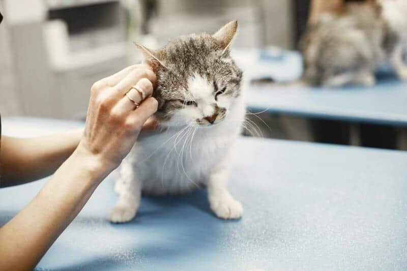 The Science Behind Why Cats Purr: Understanding Your Feline’s Communication