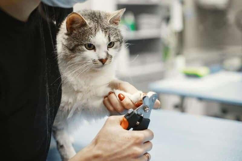 Indoor vs. Outdoor Cats: 23 Things to Know Before You Make a Decision