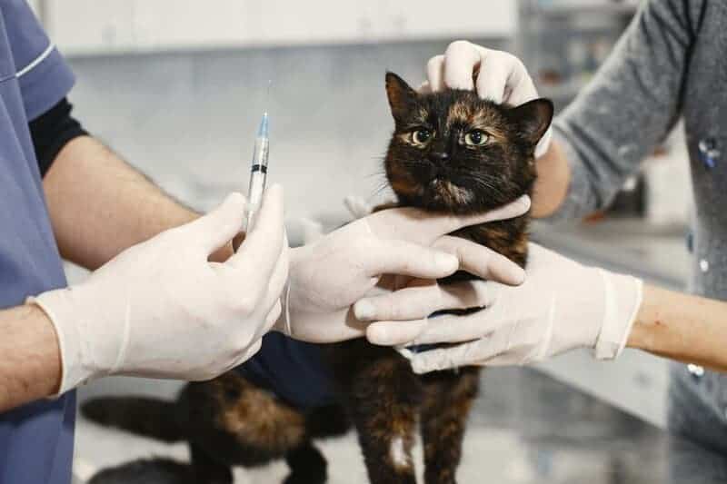 The Science Behind Why Cats Purr: Understanding Your Feline’s Communication