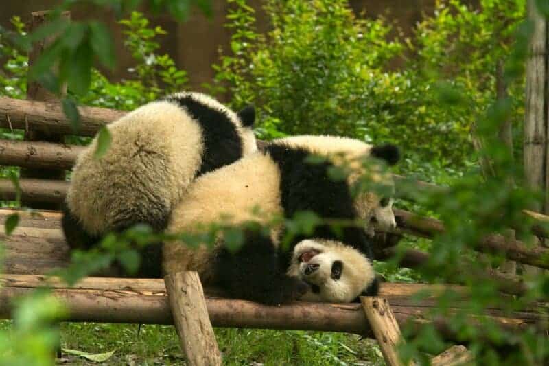 Giant Panda Stem Cells Could Save Endangered Species – Lab-Grown Conservation