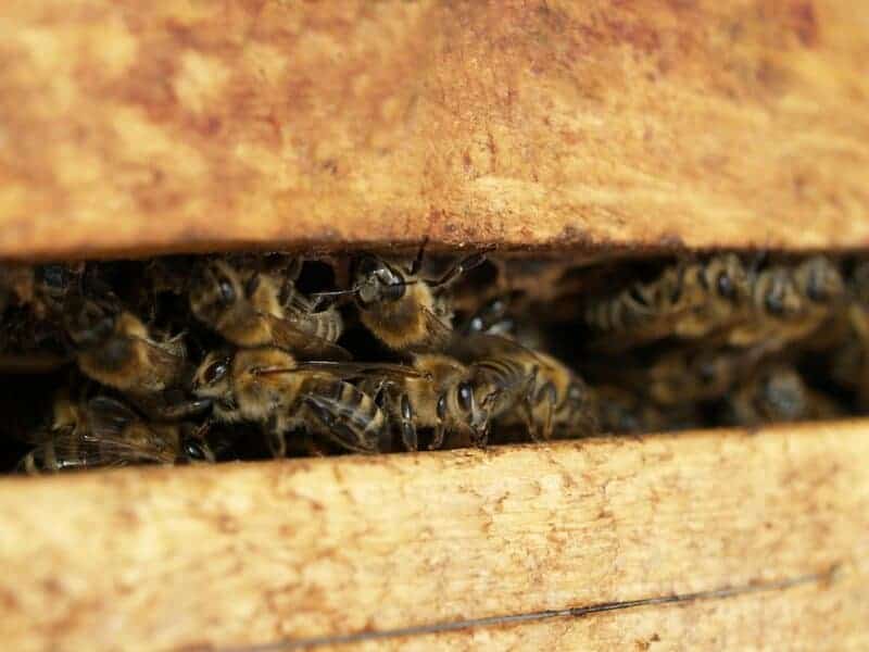 Why Honeybees Vote on Where to Build Their New Home (And It’s More Democratic Than Human Elections)