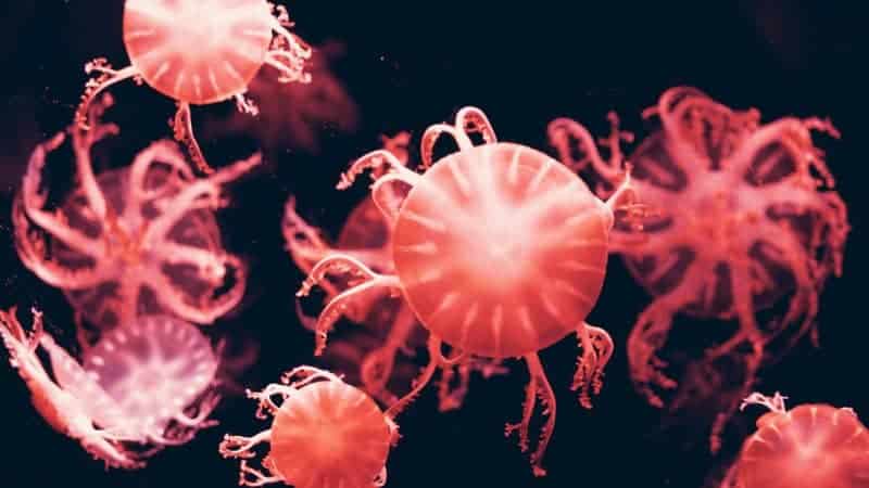 Beyond the Sting: How 21st-Century Science is Unlocking the Complex Social Networks of Jellyfish