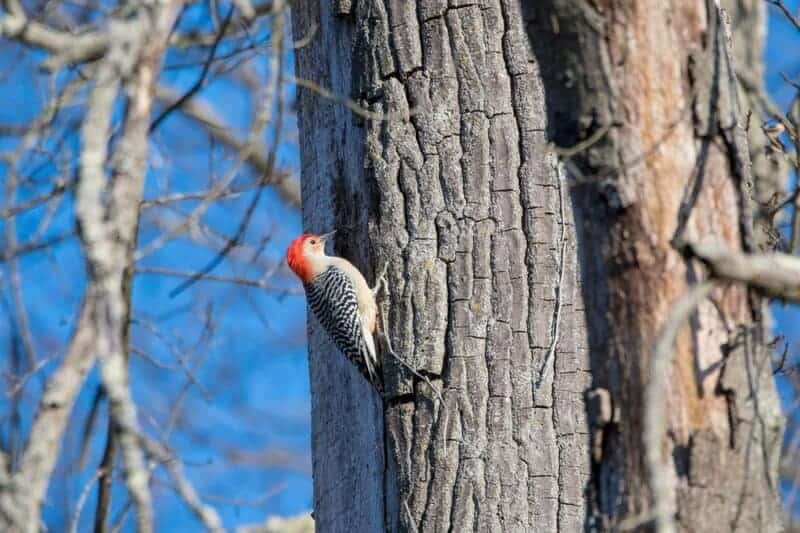 30 Animals Whose Building Skills Rival Human Engineers