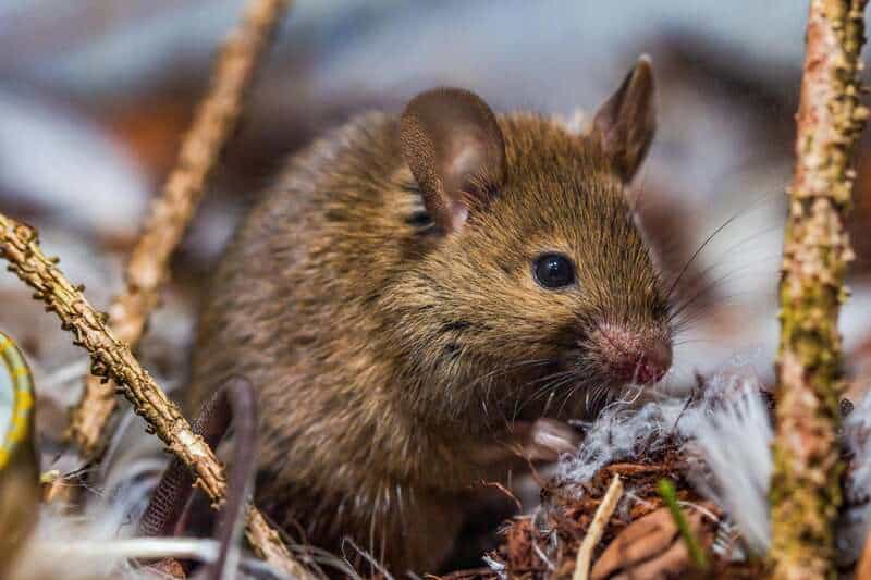 Do Mice Have Hearts of Gold? Studies Show They Can Be “Good Samaritans”