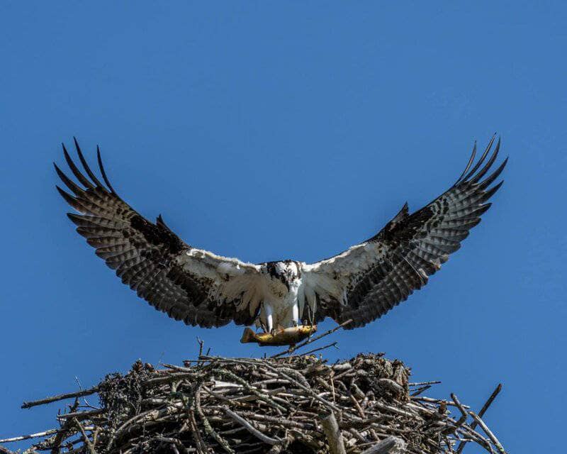 30 Animals Whose Building Skills Rival Human Engineers