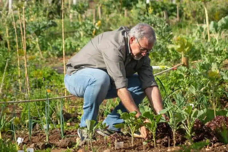 The Plant That Can Literally Eat Metal (And It’s Growing in Your Backyard)