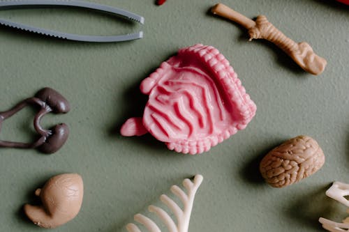 15 Facts About the Unique Human Body Part that Evolution Cannot Explain