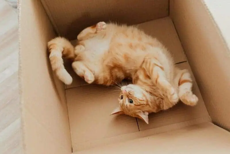 The Science Behind Why Cats Purr: Understanding Your Feline’s Communication