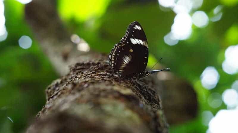 15 Major Extinction Events That Changed Life on Earth Forever