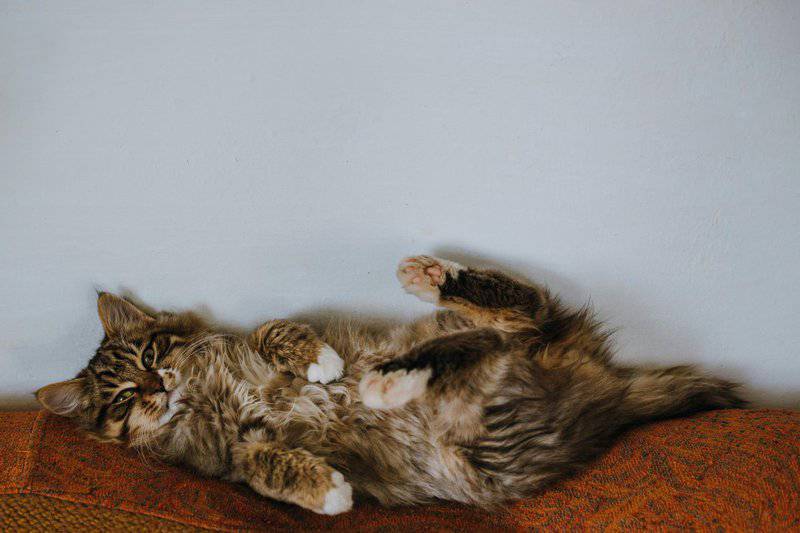 The Science Behind Why Cats Purr: Understanding Your Feline’s Communication