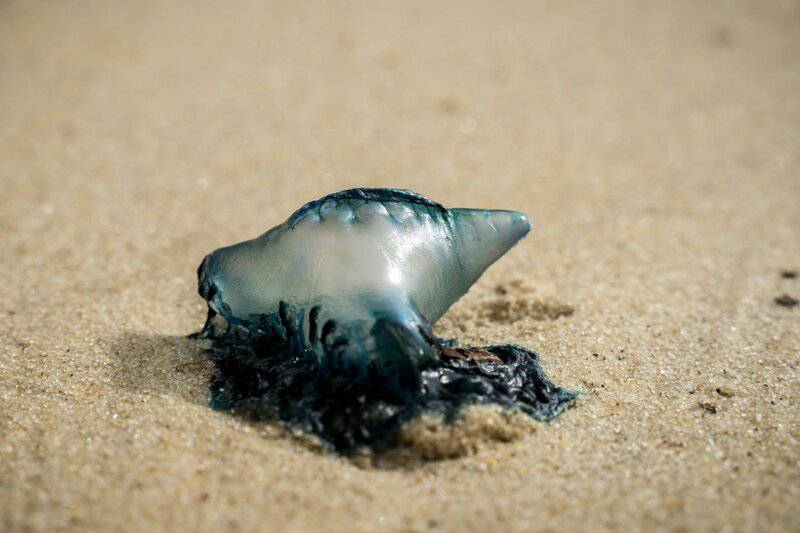Beyond the Sting: How 21st-Century Science is Unlocking the Complex Social Networks of Jellyfish