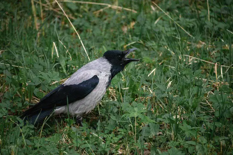 These Crows That Hold 25-Year Grudges and Pass Their Hatred Down Through Generations