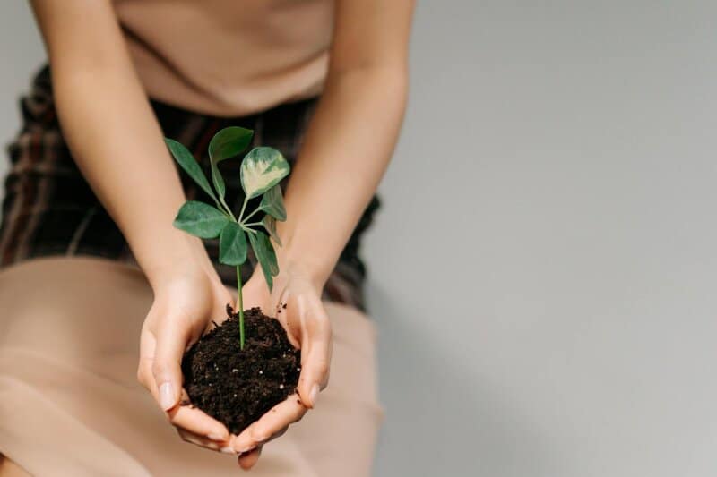 Plants Are Screaming When You Cut Them—We Just Couldn’t Hear It