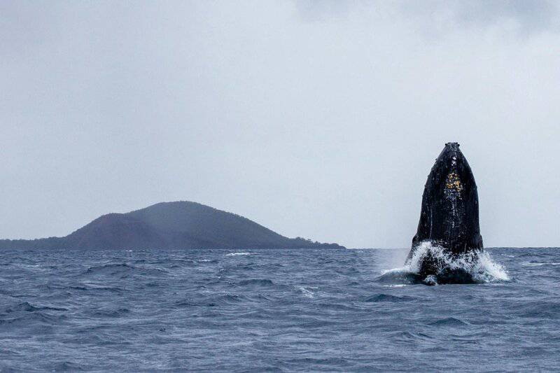 The Ocean’s Missing Sound: Why Whales Can’t Hear Each Other Anymore