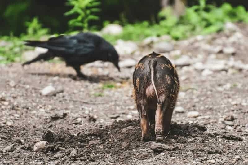 These Crows That Hold 25-Year Grudges and Pass Their Hatred Down Through Generations