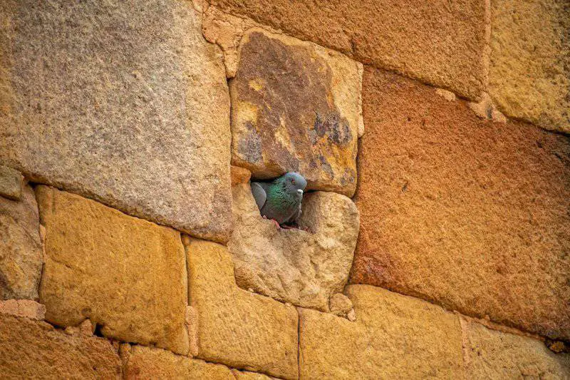 30 Animals Whose Building Skills Rival Human Engineers