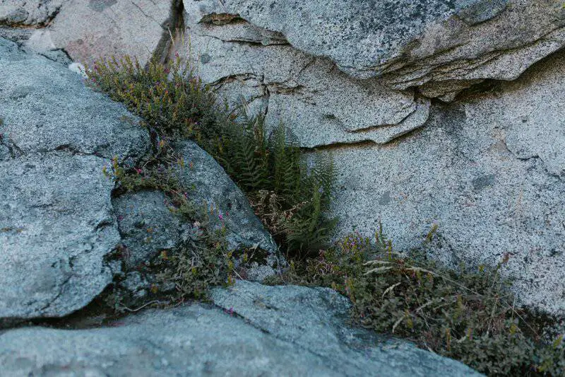 Did You Know Plants Can Do Math? These Species Can Actually Count and Remember Numbers