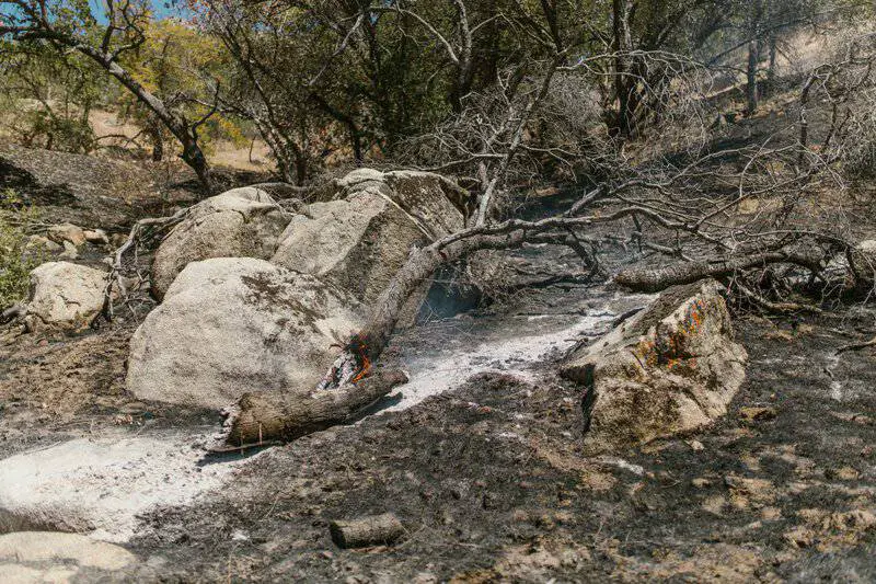 Forest Apocalypse: Why 2025’s Deforestation Crisis Threatens Human Civilization