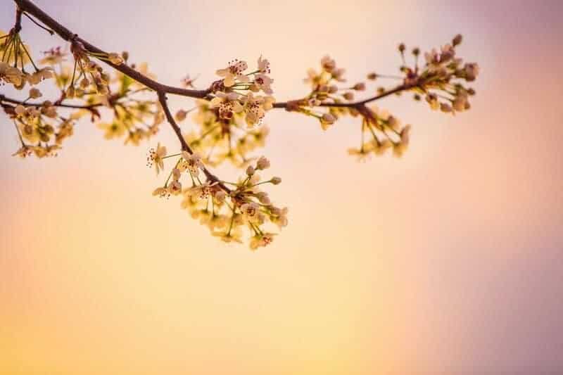Did You Know Plants Can Do Math? These Species Can Actually Count and Remember Numbers