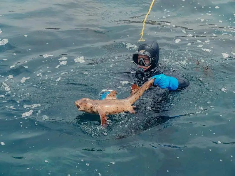 Greenland Sharks Can Live for 400 Years. Scientists Are Using DNA to Unravel Their Longevity Secrets