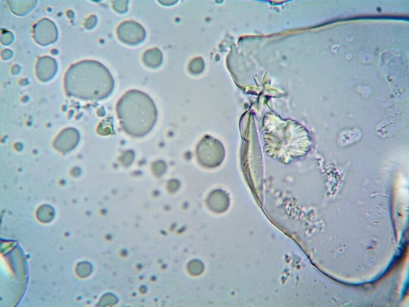 Marine Biologists Discover 60,000-Year-Old Underwater Forest Off Alabama Coast
