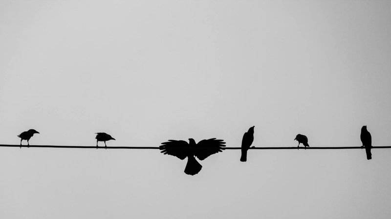 These Crows That Hold 25-Year Grudges and Pass Their Hatred Down Through Generations
