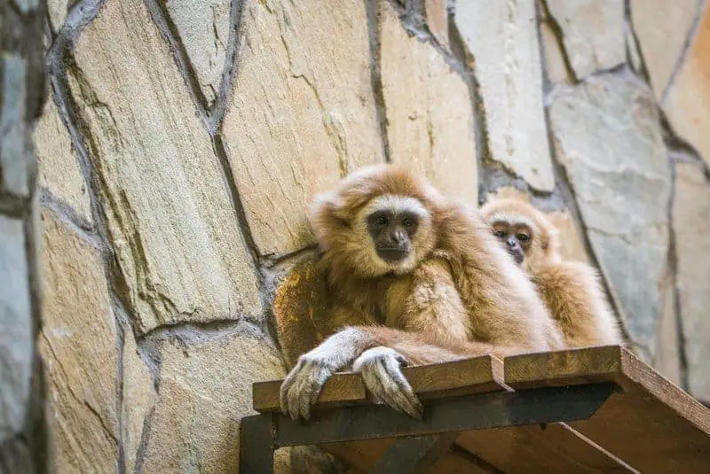 20 Animals That Are Close To Going Extinct