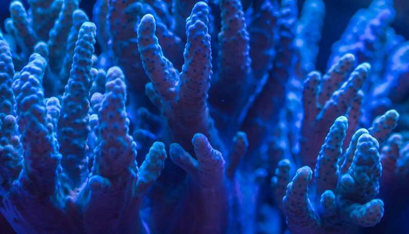 Bone-Eating Worms Have Been Cleaning Ocean Floors for Over 100 Million Years
