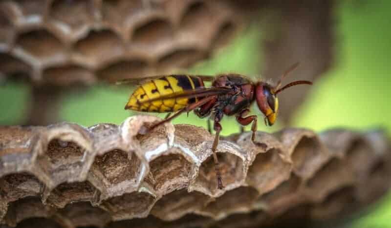 30 Animals Whose Building Skills Rival Human Engineers