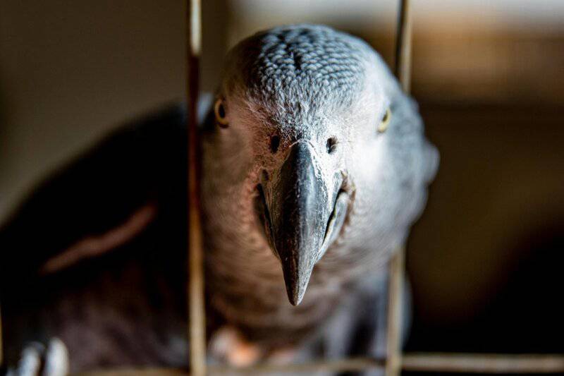 The Mirror Test Results: 23 Animals That Actually Recognize Themselves