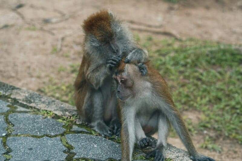 15 Species With the Strangest Mating Rituals—Explained by Science