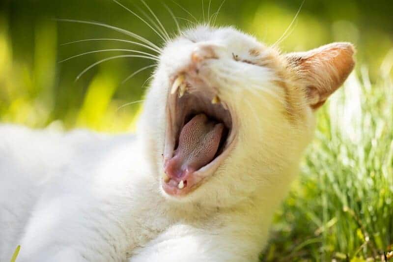 The Science Behind Why Cats Purr: Understanding Your Feline’s Communication