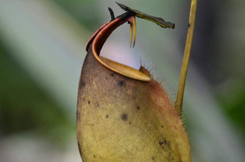 Did You Know Plants Can Do Math? These Species Can Actually Count and Remember Numbers