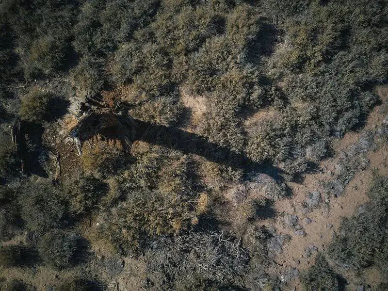 The 106-Acre Monster: How One Living Thing Became an Entire Forest