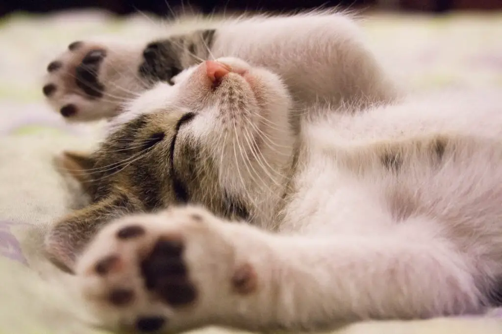 The Science Behind Why Cats Purr: Understanding Your Feline’s Communication